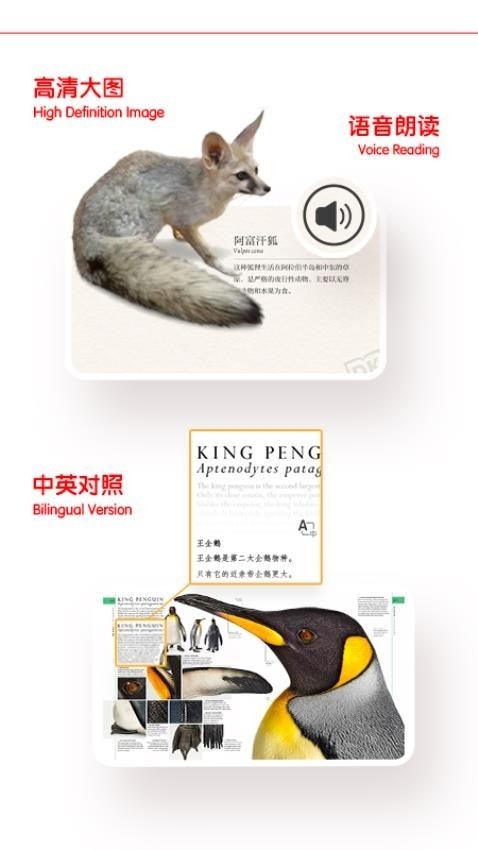 千奇百科岛(DK儿童百科)